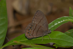 Splendeuptychia mima