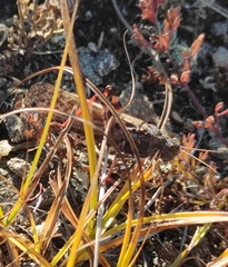 Angaracris barabensis