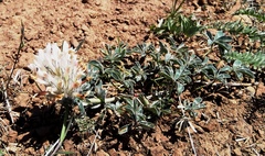 Trifolium macrocephalum