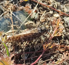 Angaracris barabensis