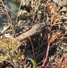 Angaracris barabensis