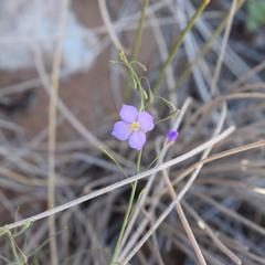 Heliophila trifurca