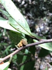 Phylloporia amplectens