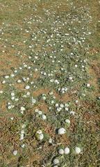 Massonia jasminiflora