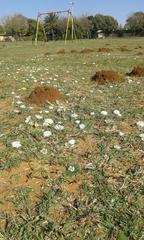 Massonia jasminiflora