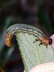 Euura miliaris