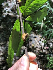 Phylloporia amplectens