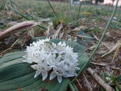 Massonia jasminiflora