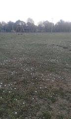 Massonia jasminiflora