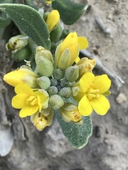 Physaria acutifolia
