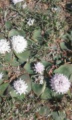 Massonia jasminiflora