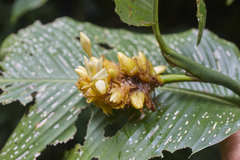 Goeppertia macrosepala