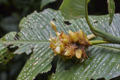 Goeppertia macrosepala