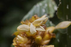 Goeppertia macrosepala