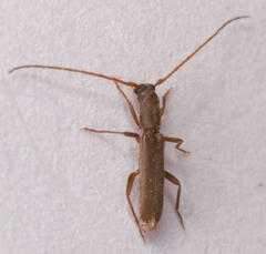 Linopteridius