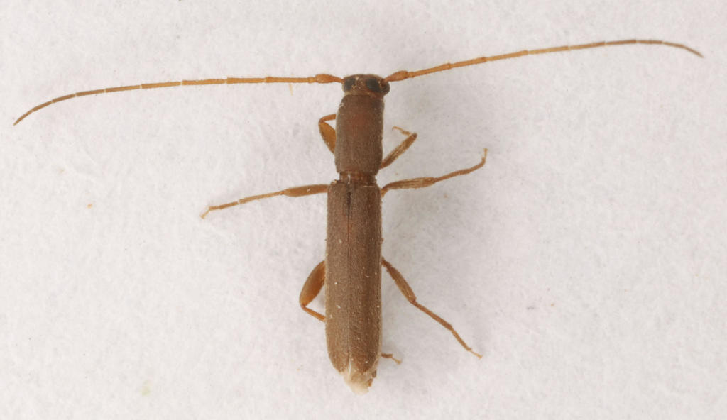 Linopteridius
