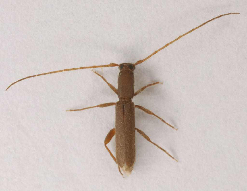 Linopteridius brunneus