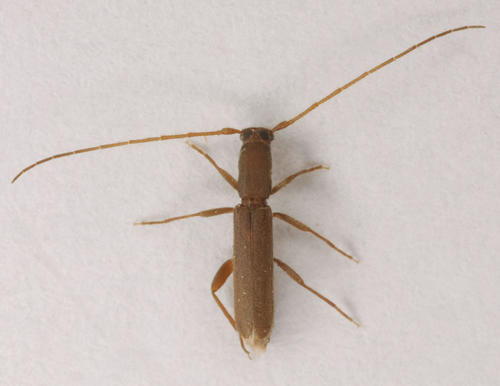 Linopteridius brunneus
