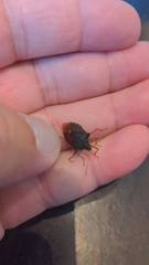 Pentatoma rufipes