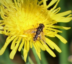 Anasimyia anausis