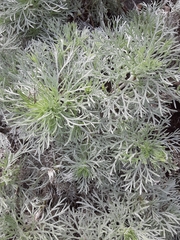 Artemisia schmidtiana