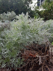 Artemisia schmidtiana