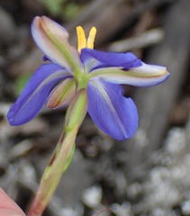 Aristea ensifolia