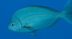 Polyamblyodon gibbosus