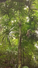 Cryosophila stauracantha