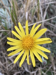 Senecio ceratophylloides