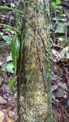 Cryosophila stauracantha