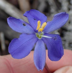 Aristea ensifolia