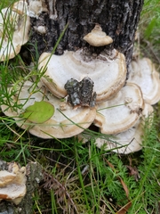 Trametes hirsuta