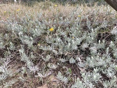Senecio ceratophylloides