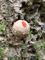Calostoma ravenelii ravenelii