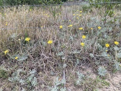 Senecio ceratophylloides