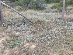 Senecio ceratophylloides