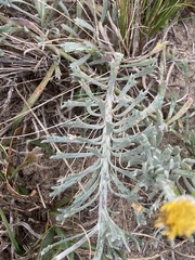 Senecio ceratophylloides