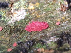 Arcyria stipata