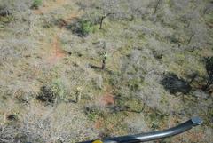 Aloe marlothii marlothii