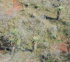 Aloe marlothii marlothii