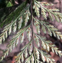 Asplenium adiantum-nigrum