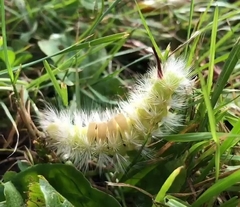 Calliteara pudibunda