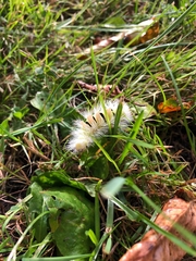 Calliteara pudibunda