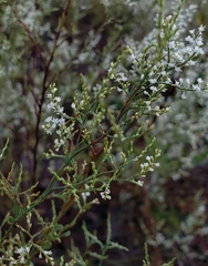 Polygonella polygama