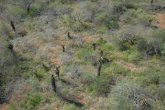 Aloe marlothii marlothii