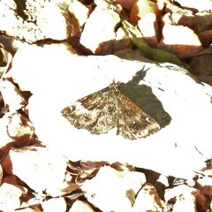 Staphylus hayhurstii