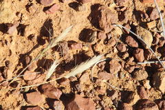 Aristida congesta congesta