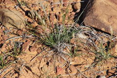 Aristida congesta congesta