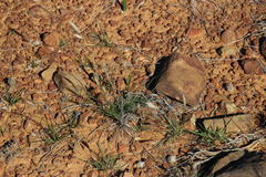 Aristida congesta congesta